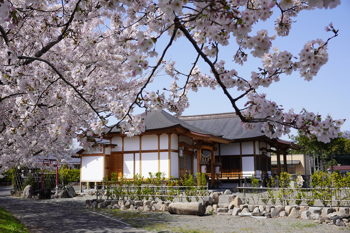 天明寺 境内（桜）